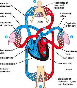 Cardiovascular (Circulatory) System